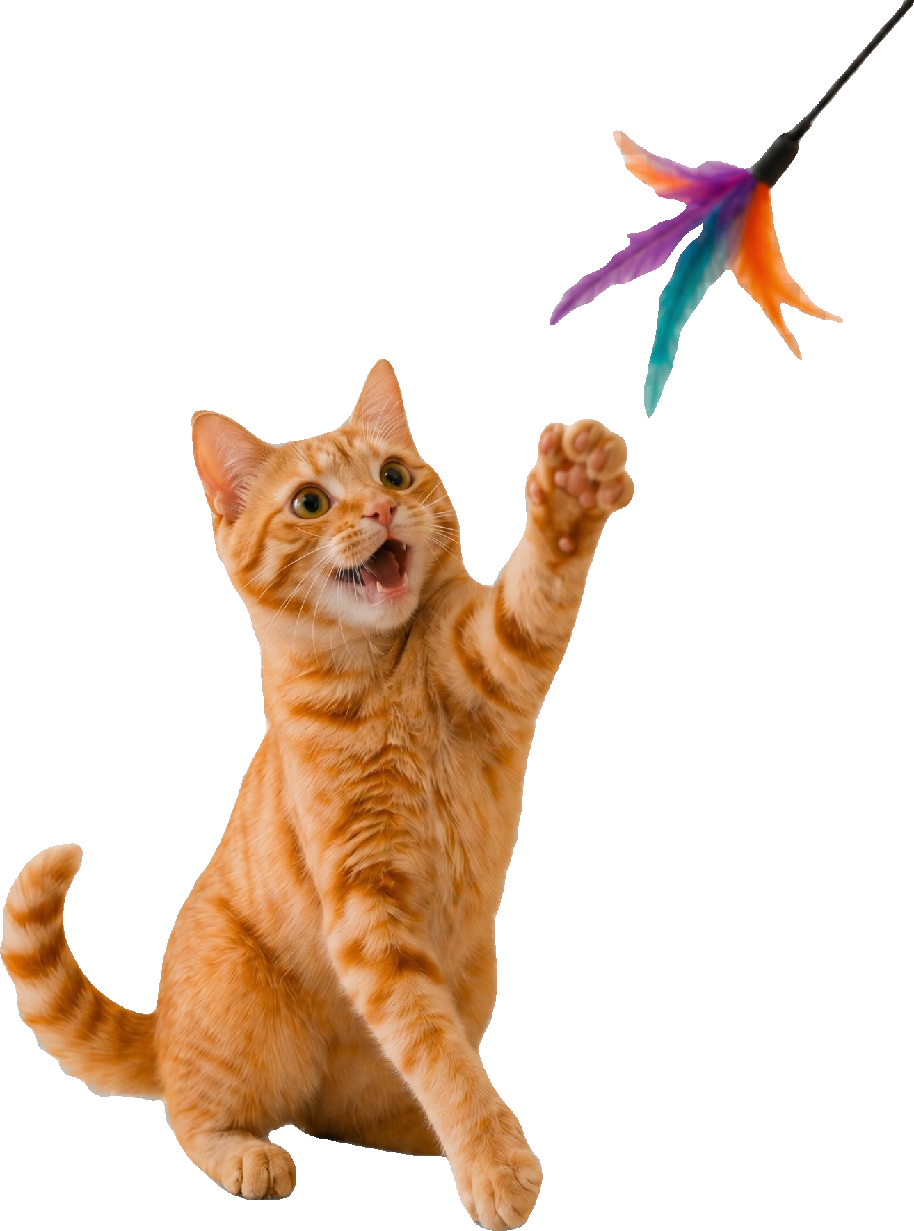 A ginger cat happily reaching up to play with a feather wand toy