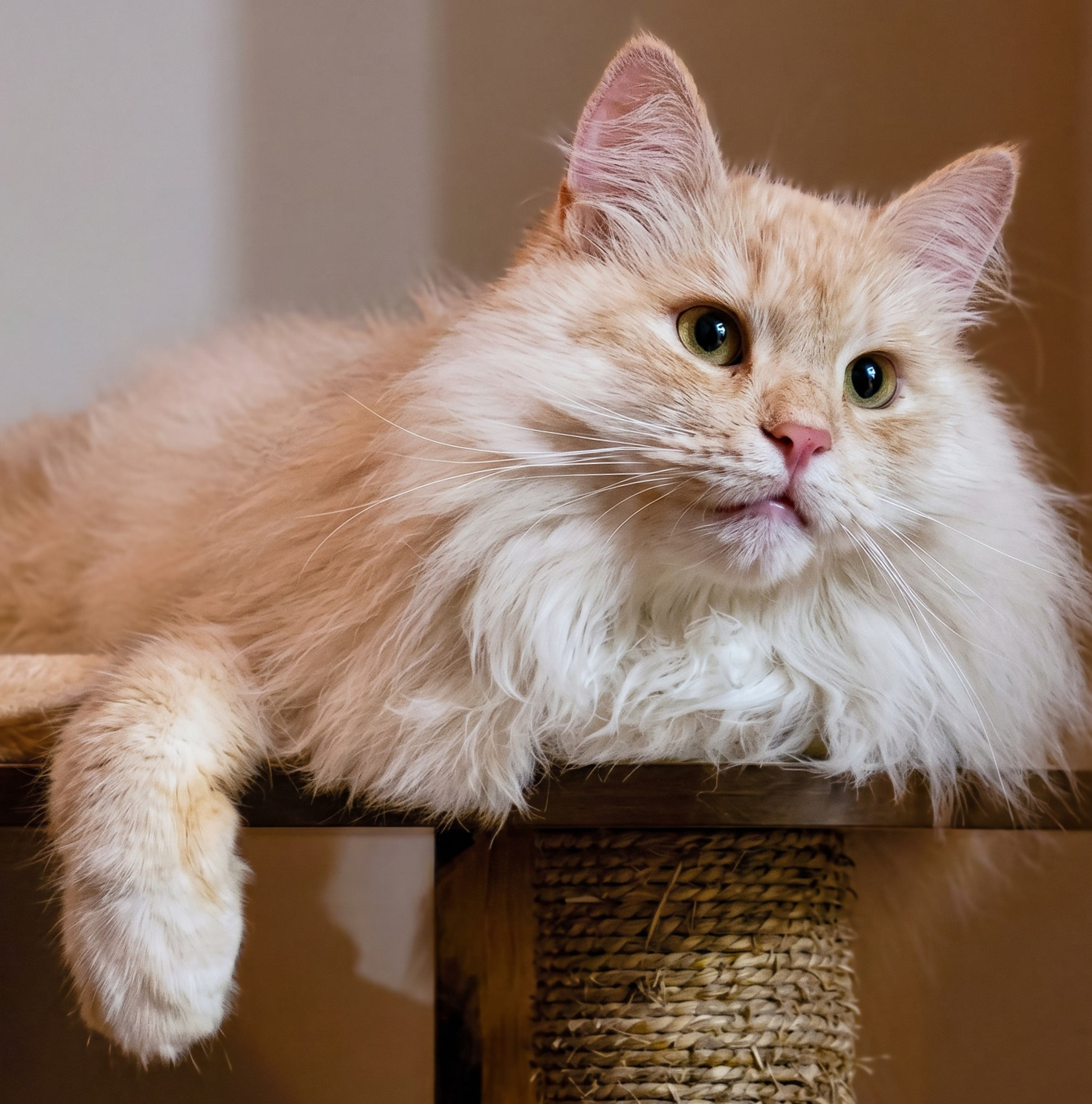 A relaxed, contented cat lounging at home